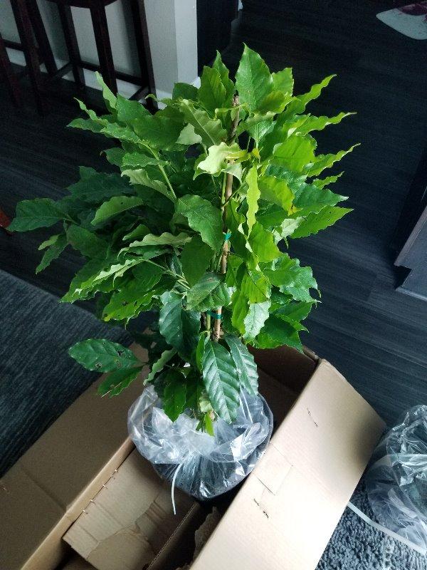 Coffee Plants for Sale