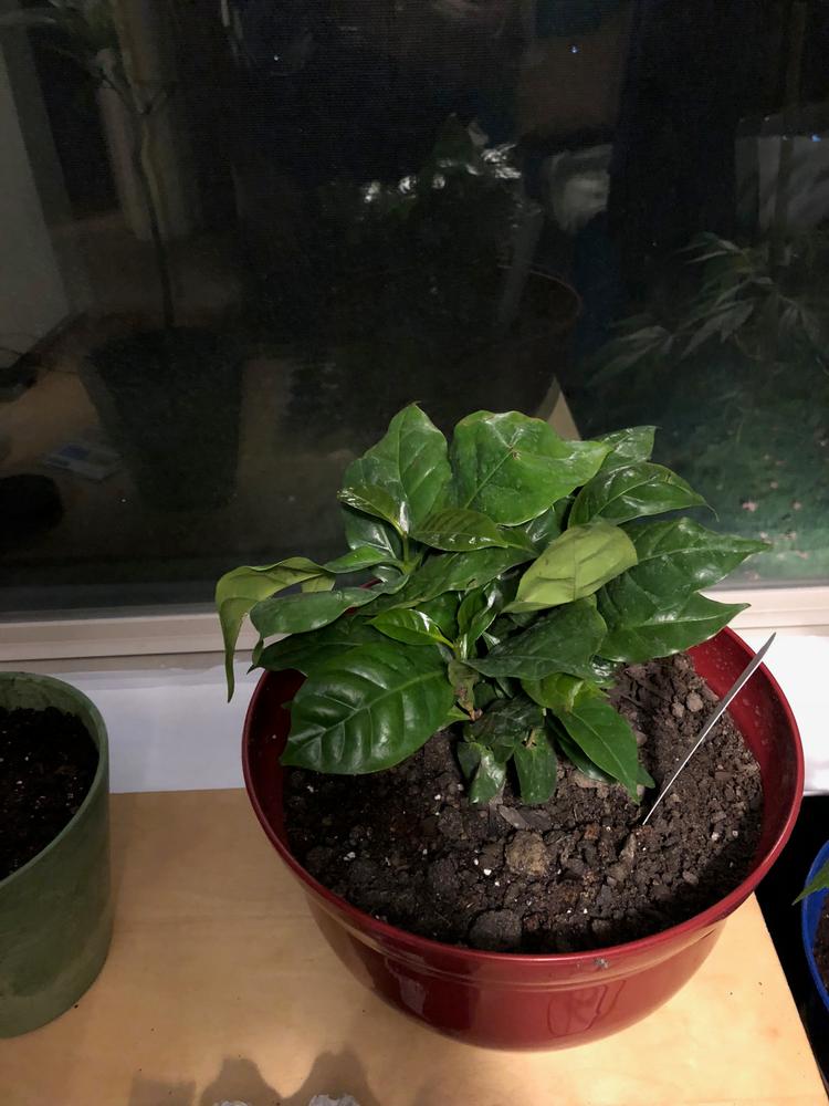 Coffee Plants for Sale