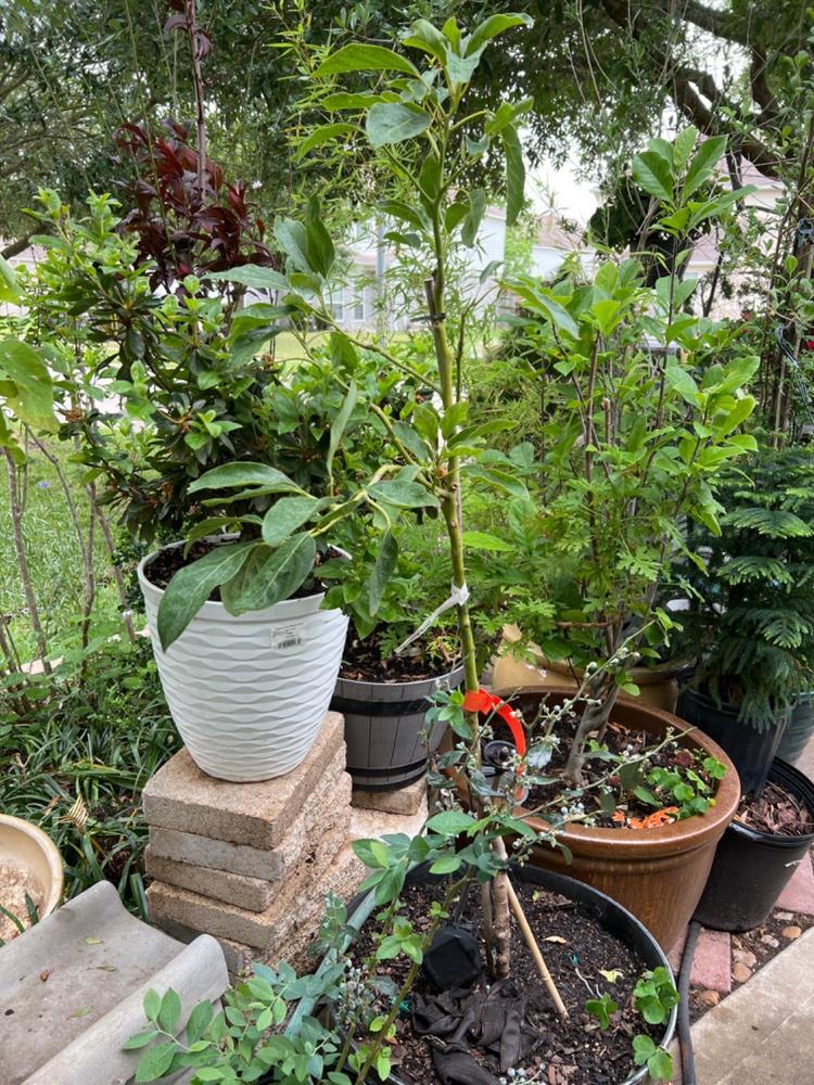 Hass Avocado Trees for Sale