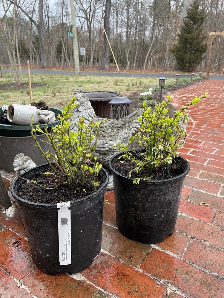 Top Hat Blueberry Bushes for Sale