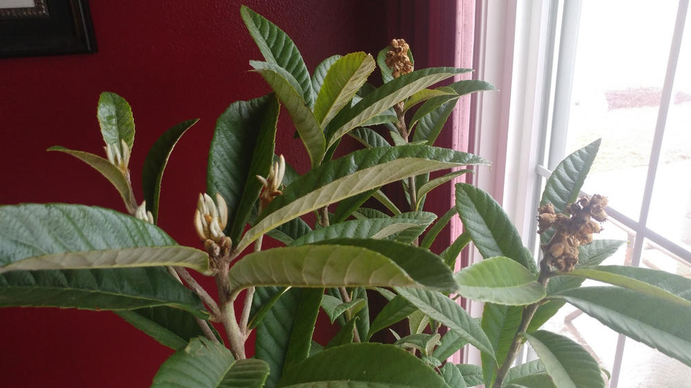 Loquat Trees for Sale