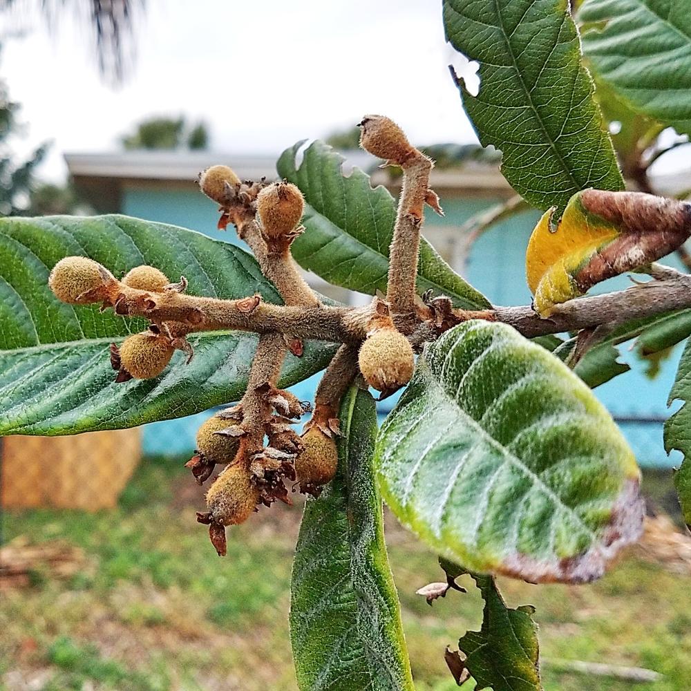 Loquat Trees for Sale