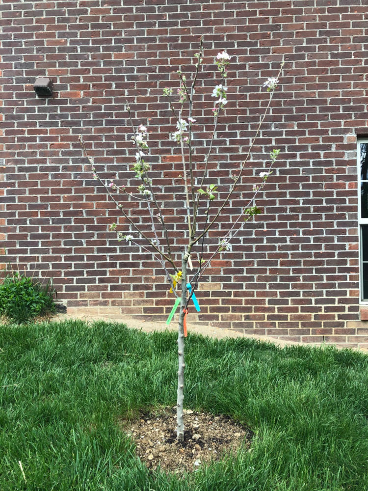 5in1 Apple Trees for Sale