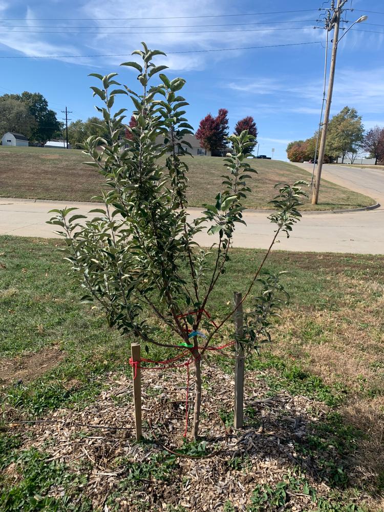 Cortland Apple Tree For Sale - 4-5ft Bareroot Organic