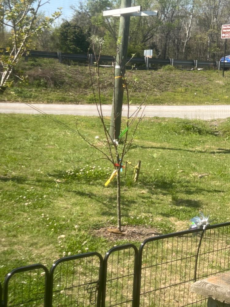 5in1 Apple Trees for Sale