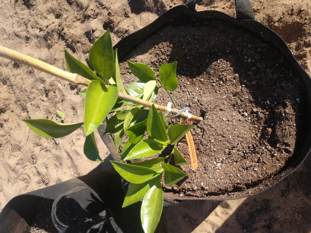 Blood Orange Trees for Sale