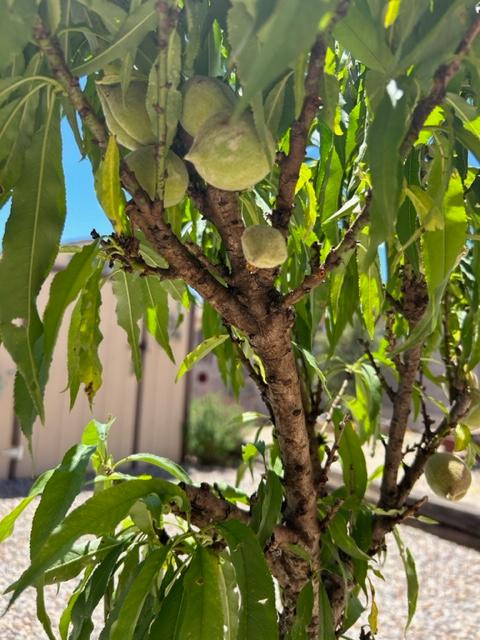 Bonanza Peach Trees for Sale