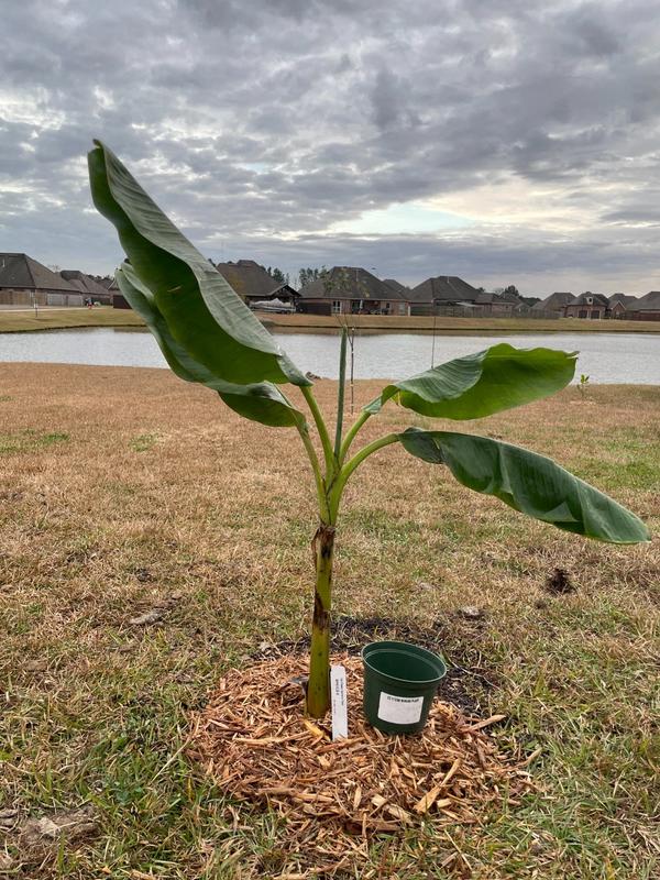 Ice Cream Banana Trees for Sale