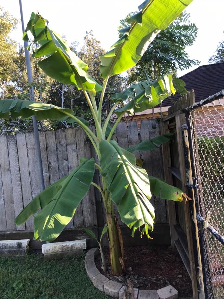 Ice Cream Banana Trees for Sale