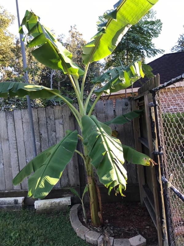 Ice Cream Banana Trees for Sale