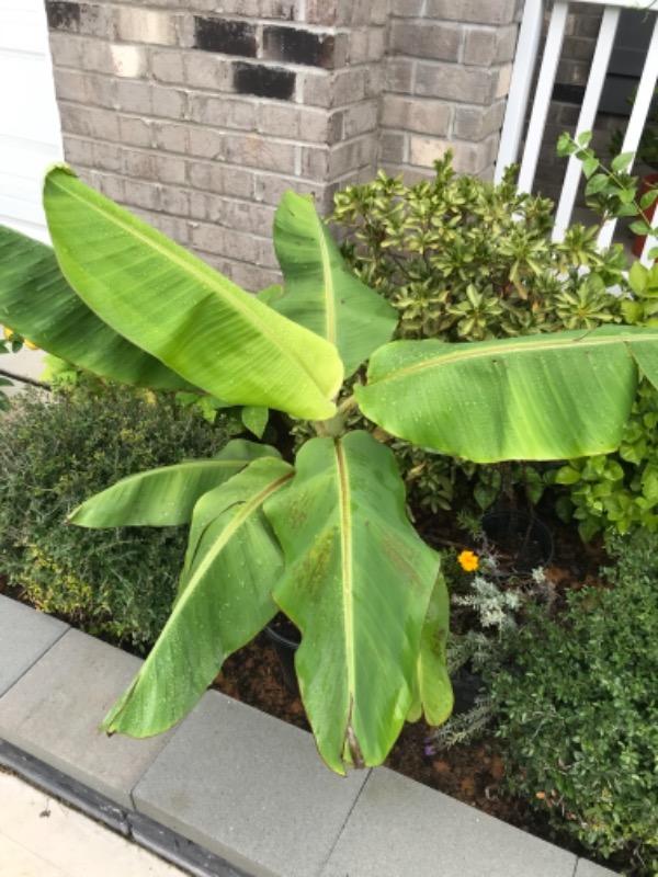 Ice Cream Banana Trees for Sale
