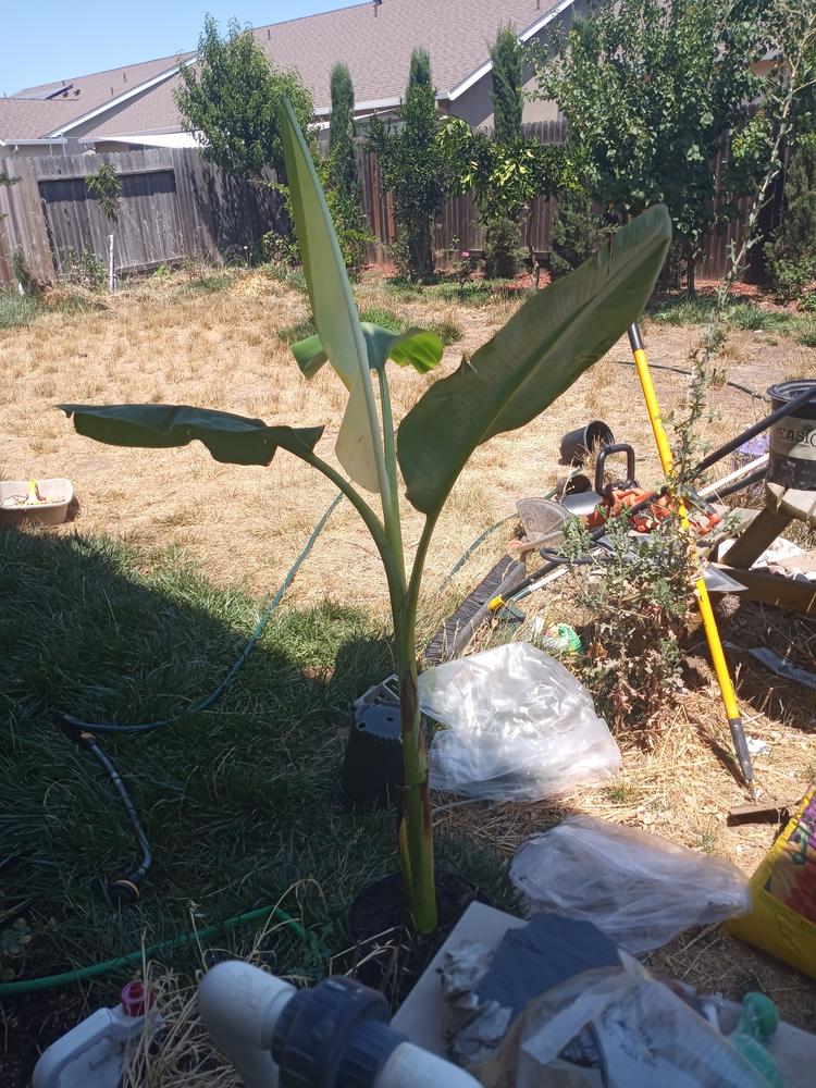 Ice Cream Banana Trees for Sale