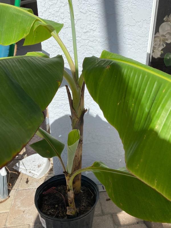 Ice Cream Banana Trees for Sale– FastGrowingTrees.com