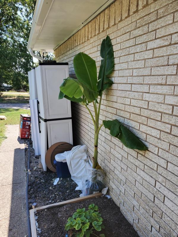 Ice Cream Banana Trees for Sale