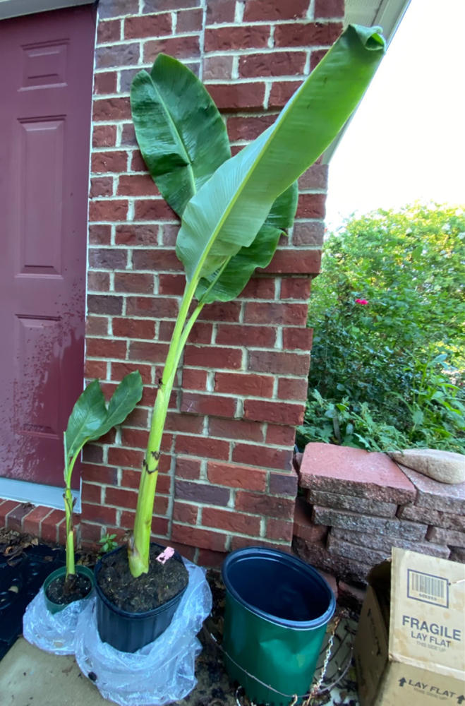 Ice Cream Banana Trees for Sale