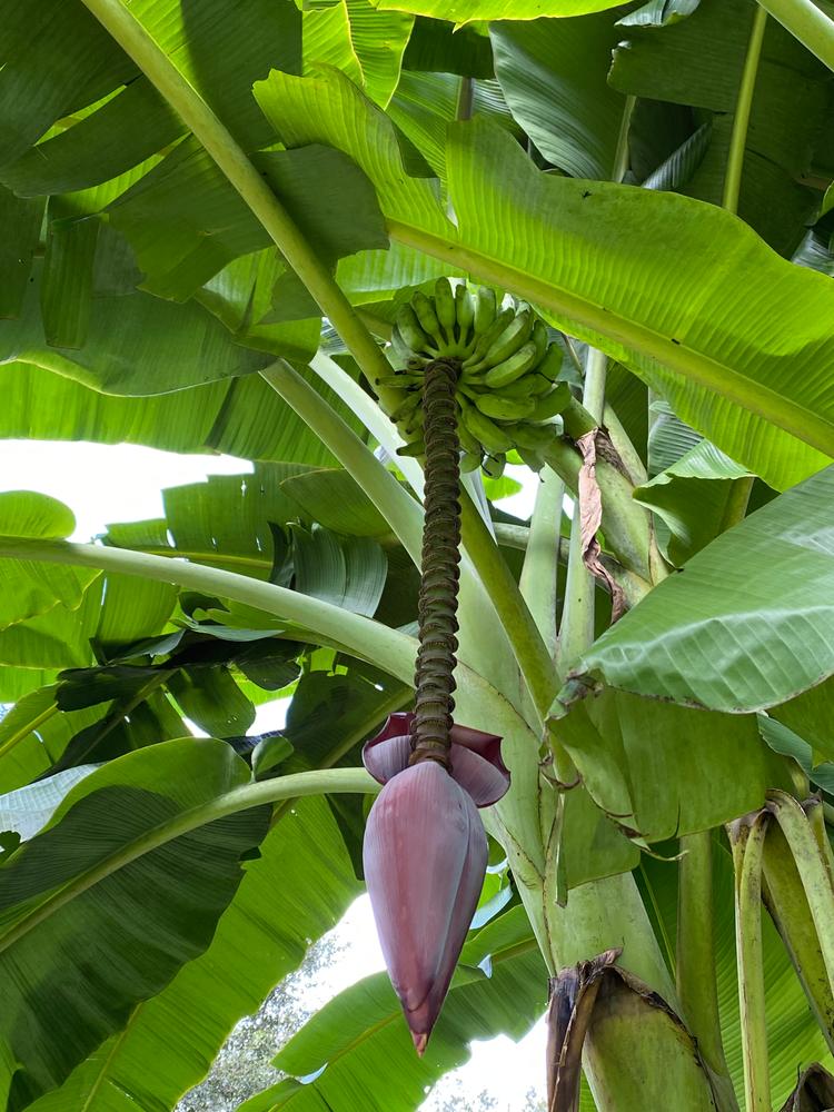 Ice Cream Banana Trees for Sale – FastGrowingTrees.com