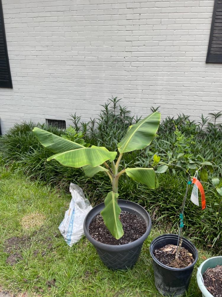 Ice Cream Banana Trees for Sale– FastGrowingTrees.com