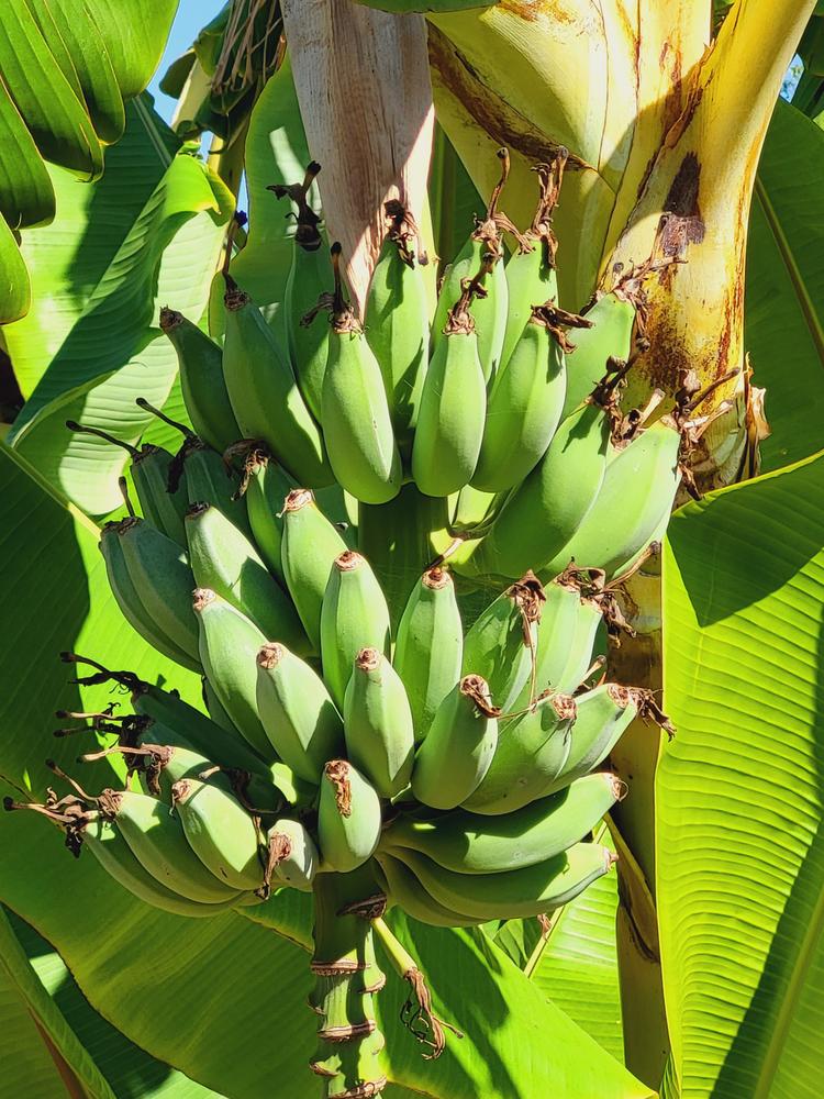 Ice Cream Banana Trees for Sale – FastGrowingTrees.com