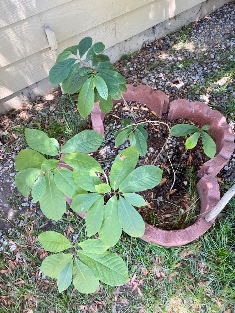 American Paw Paw Trees for Sale