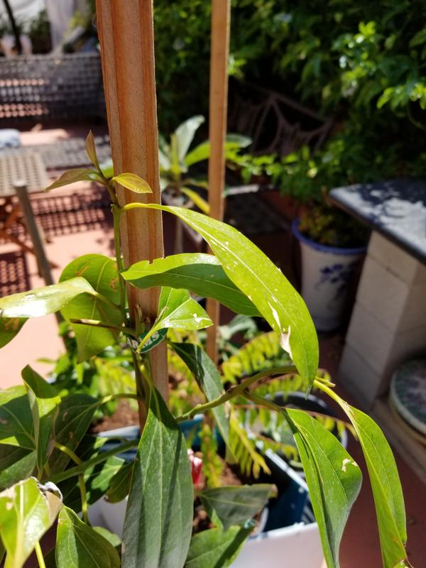 Cinnamon Trees for Sale