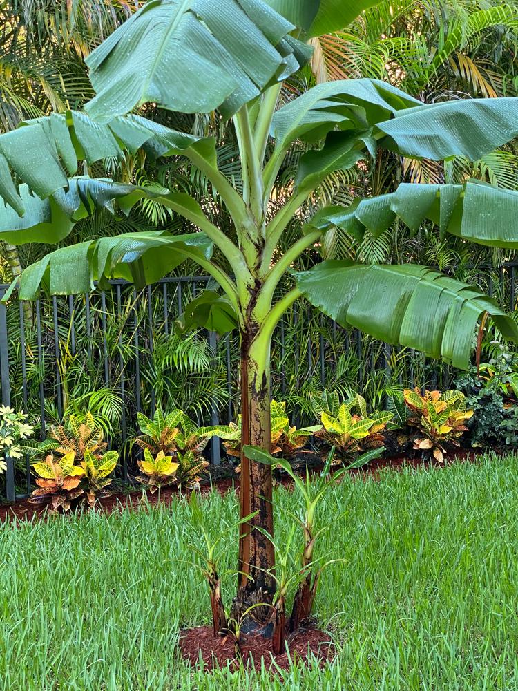 Grand Nain 'Naine' Banana Trees for Sale