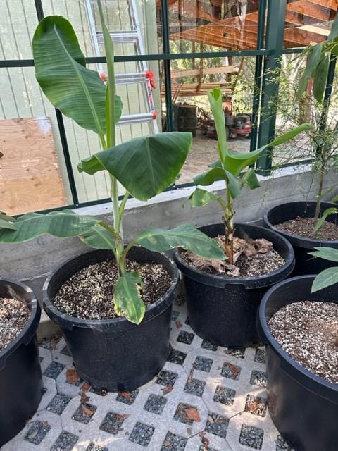 Grand Nain 'Naine' Banana Trees for Sale – FastGrowingTrees.com