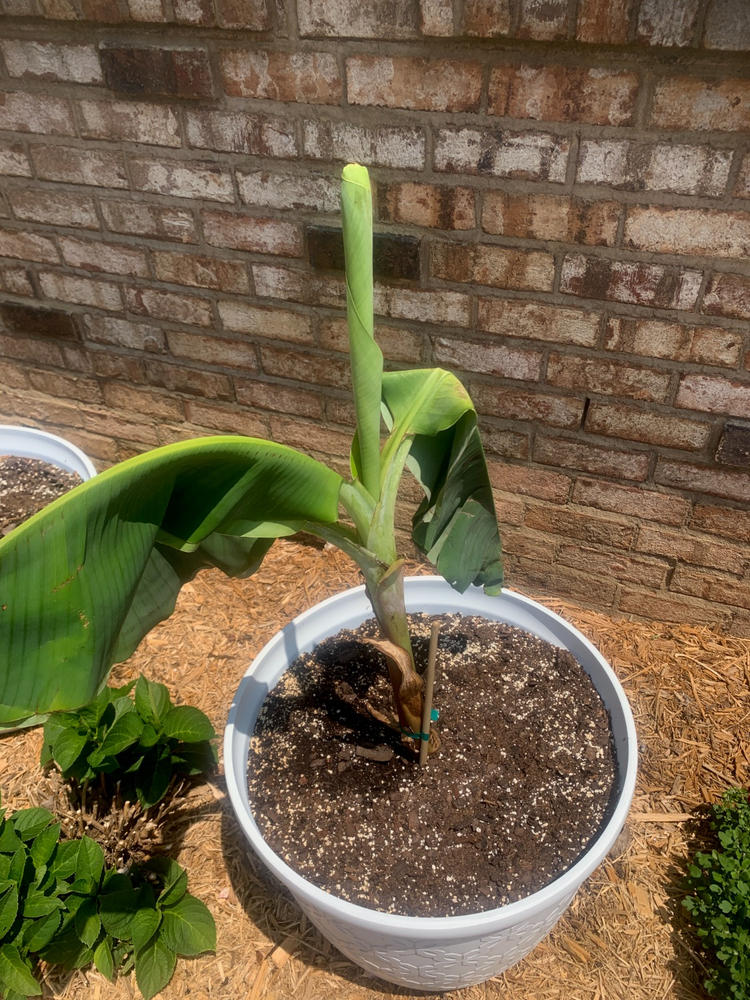 Grand Nain 'naine' Banana Trees For Sale – Fastgrowingtrees.com