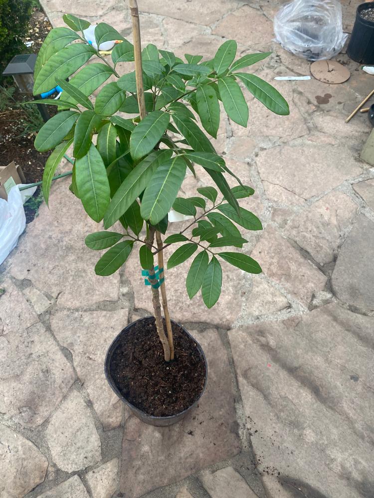 Longan Trees for Sale – FastGrowingTrees.com