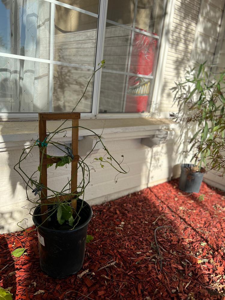 Passion Fruit Vines for Sale