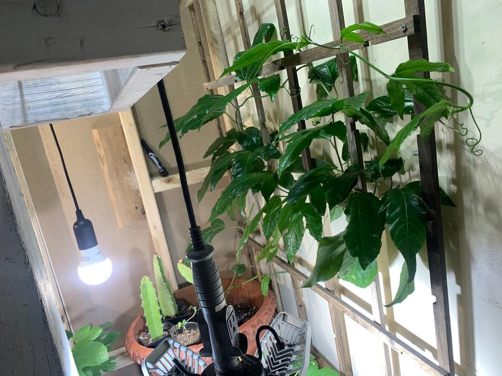 Passion Fruit Vines for Sale