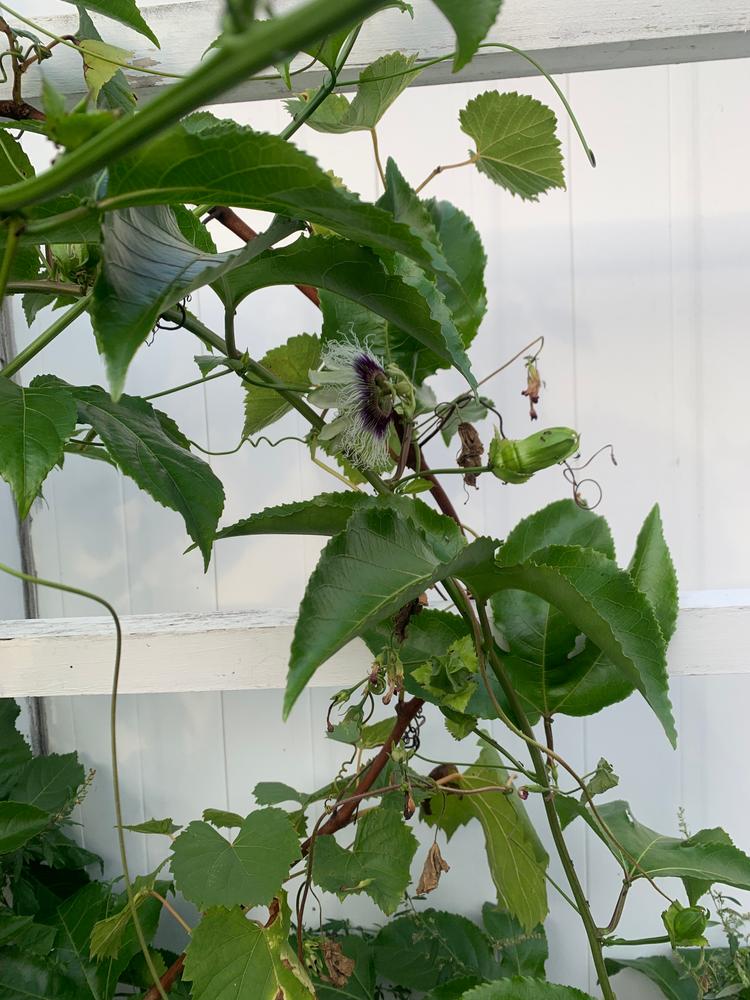 Passion Fruit Vines for Sale