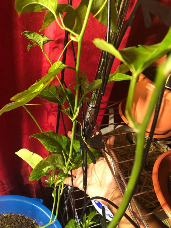 Passion Fruit Vines for Sale