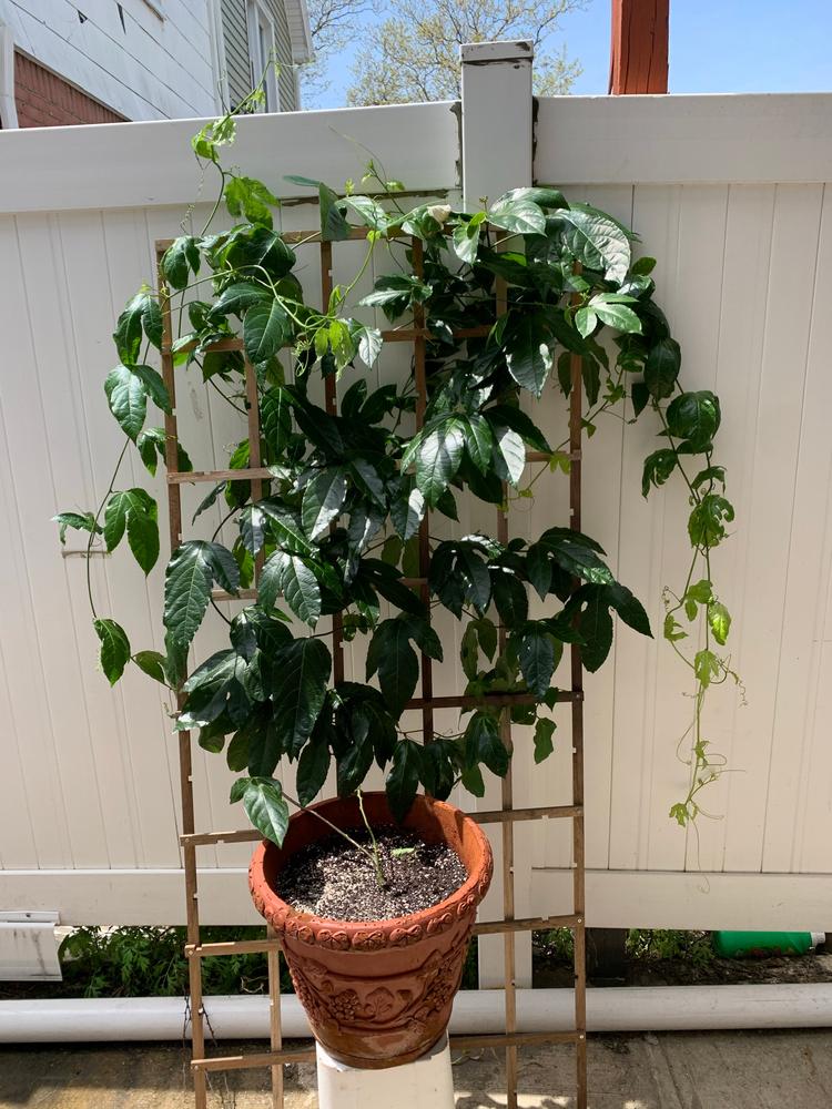 Passion Fruit Vines for Sale