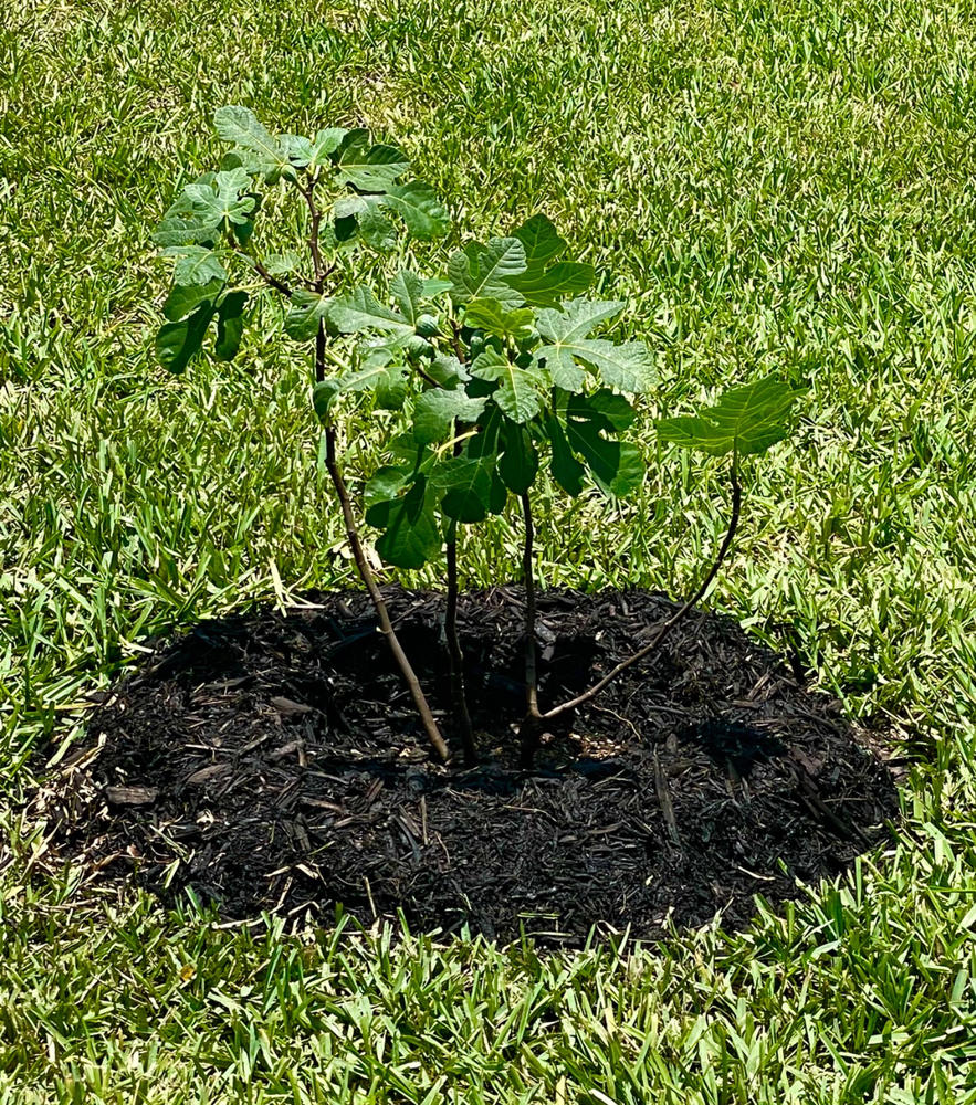 Celestial Fig Trees for Sale