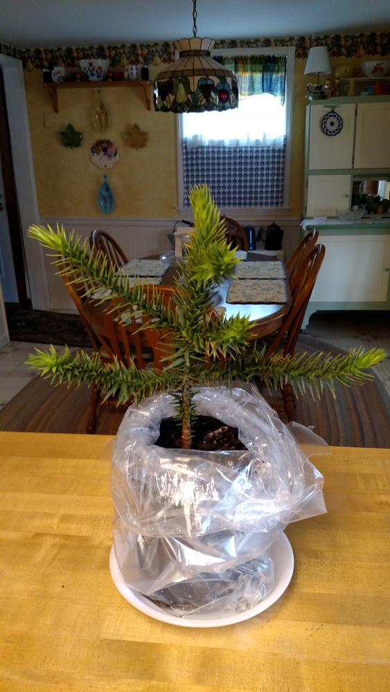 Monkey Puzzle Trees for Sale