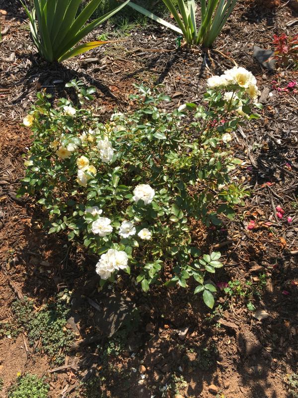 Popcorn Drift Roses for Sale