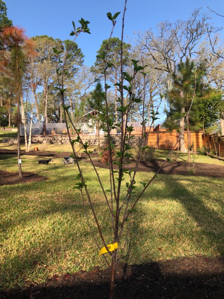 Montmorency Cherry Trees for Sale