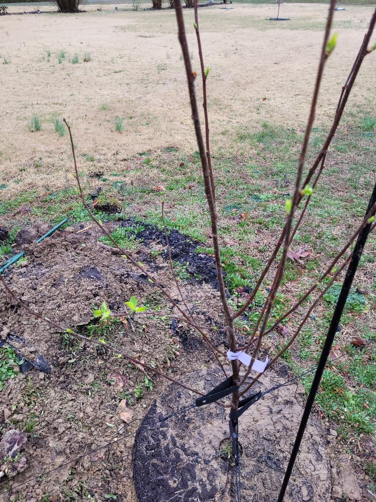 Montmorency Cherry Trees for Sale