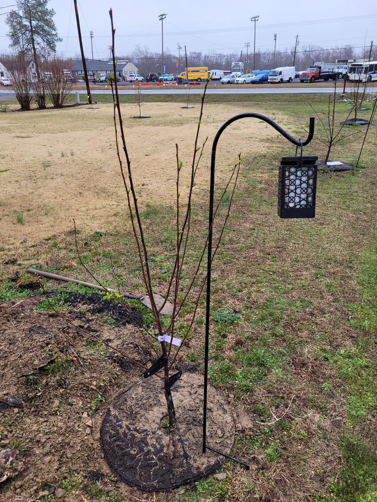 Montmorency Cherry Trees for Sale