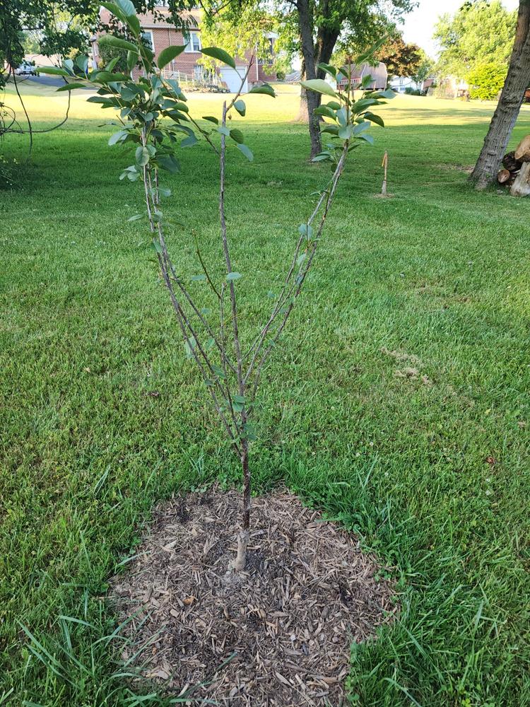 Montmorency Cherry Trees for Sale