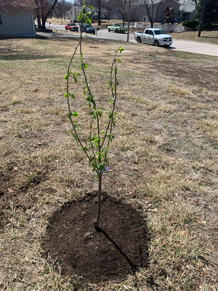 Montmorency Cherry Trees for Sale