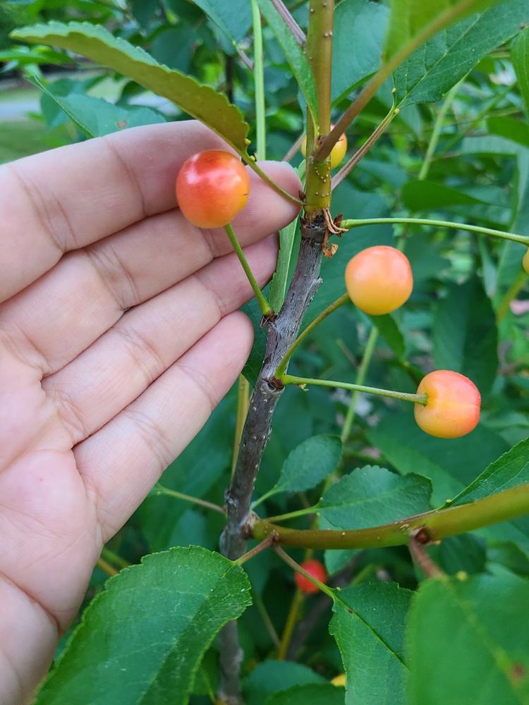 Montmorency Cherry Trees for Sale