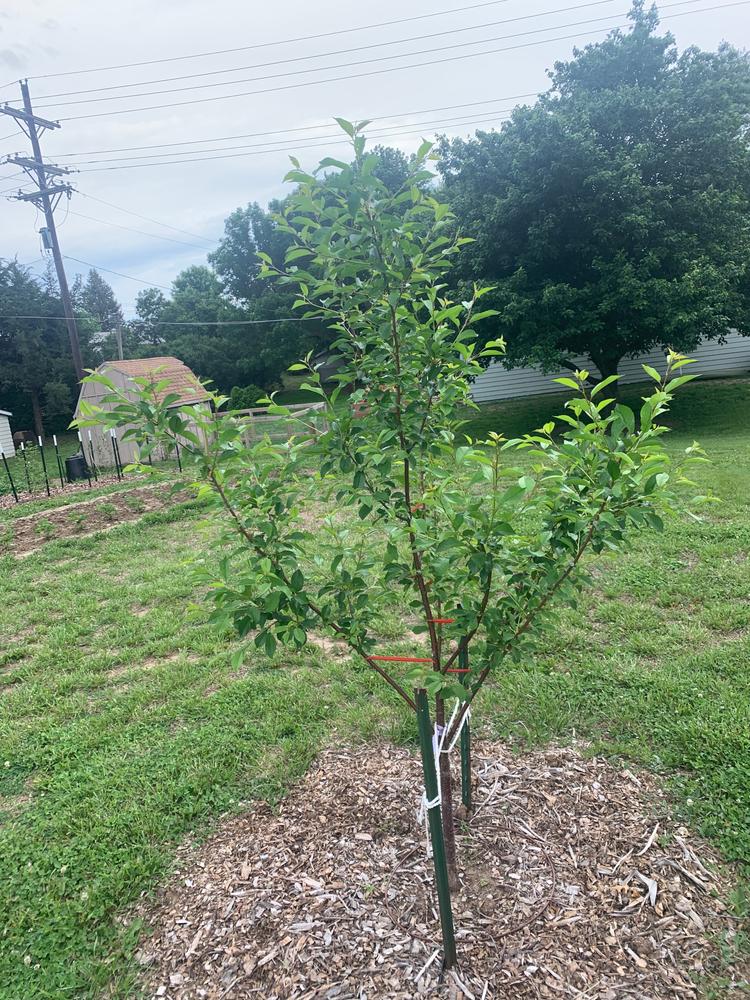 Montmorency Cherry Trees for Sale