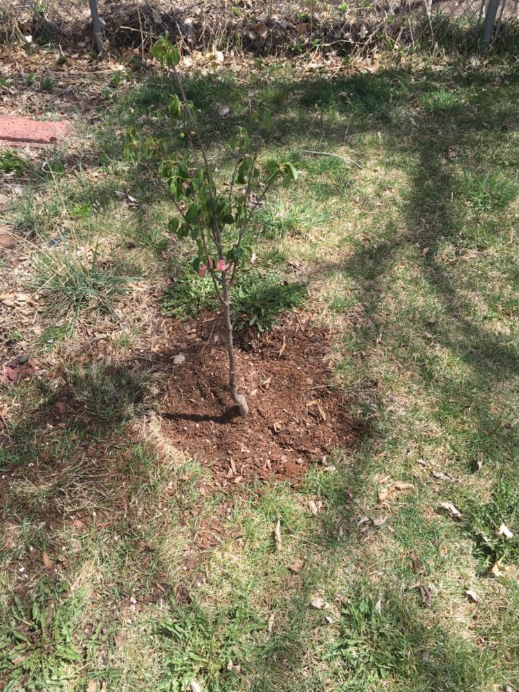 Montmorency Cherry Trees for Sale