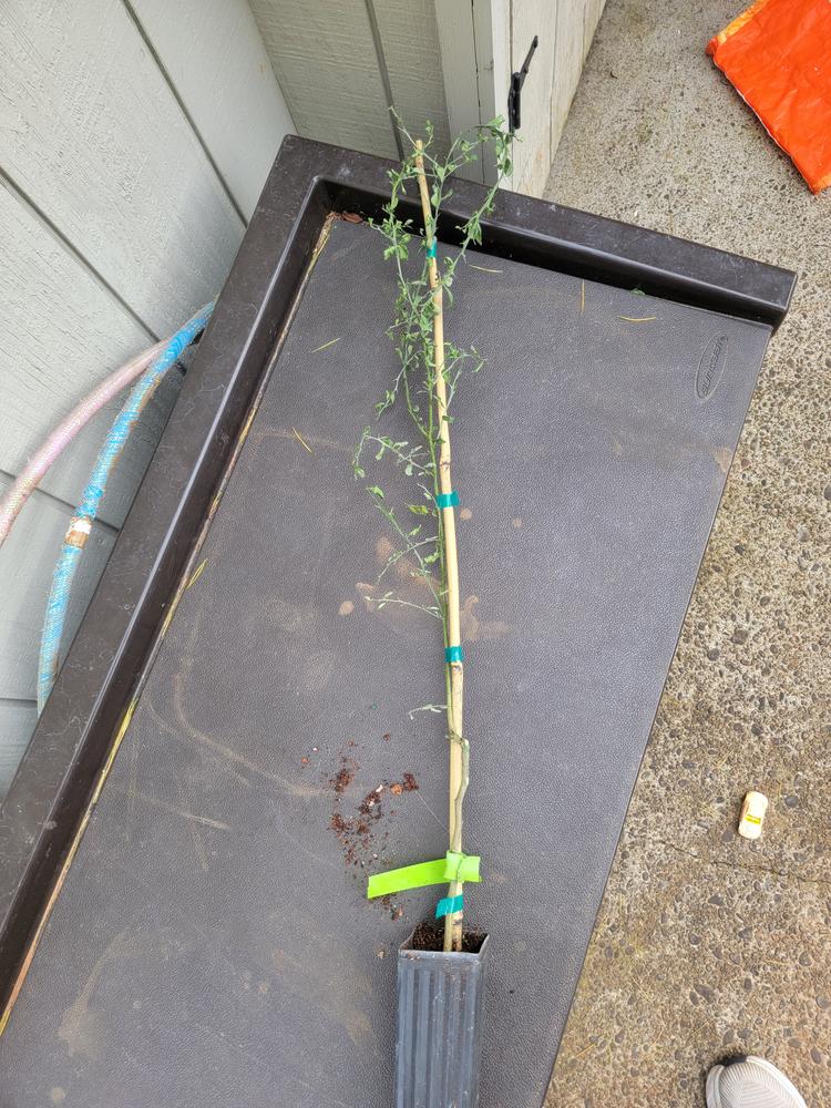 Finger Lime Trees for Sale