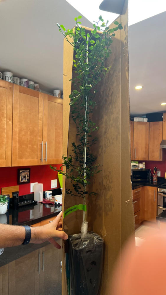 Finger Lime Trees for Sale