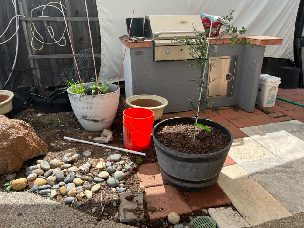 Finger Lime Trees for Sale