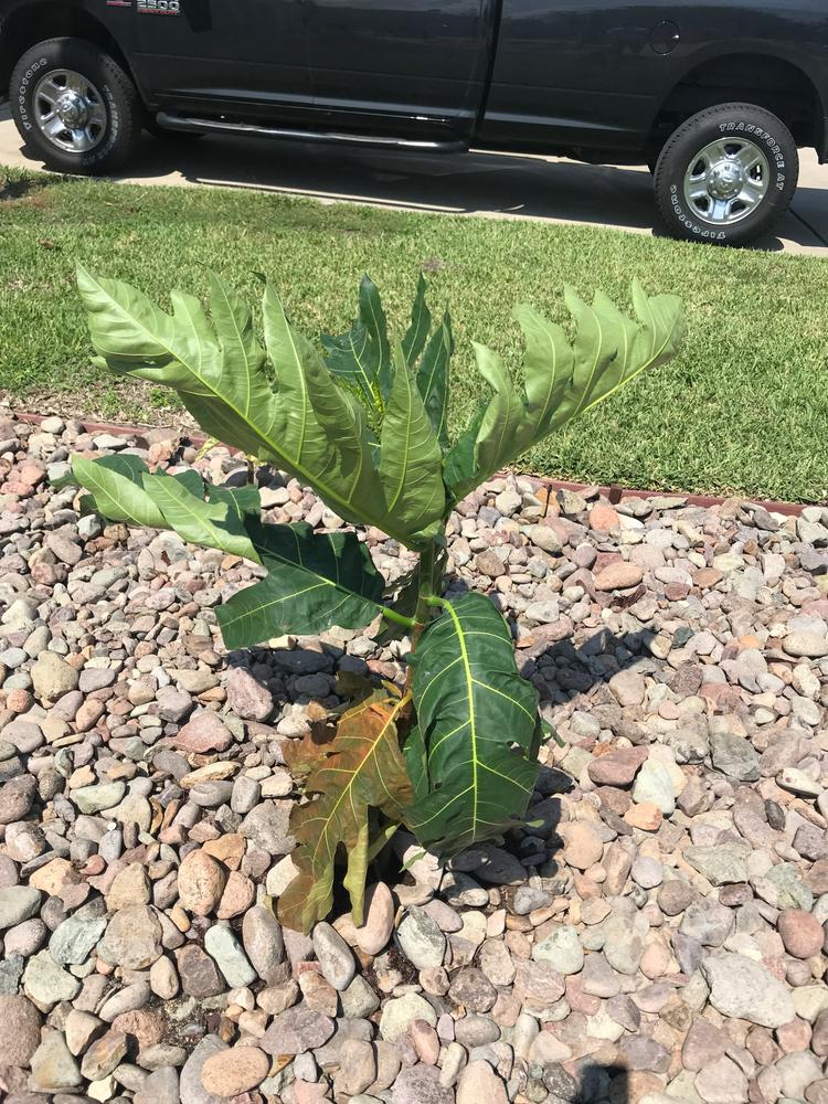 Breadfruit Trees for Sale