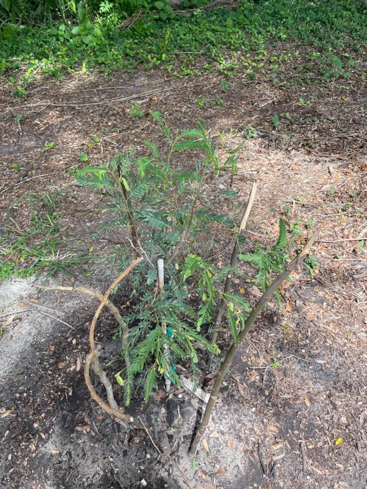 Tamarind Trees for Sale