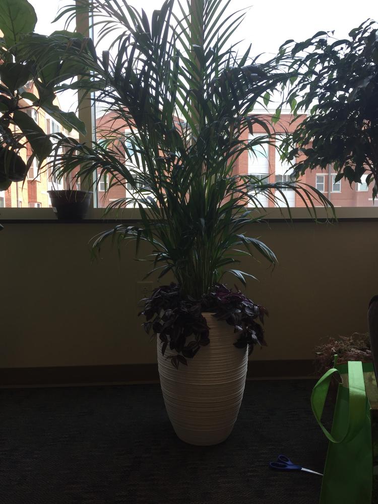 Areca Palm Trees for Sale